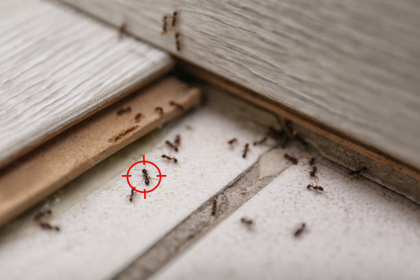 Pest Control for Restaurants in Baileyton, AL
