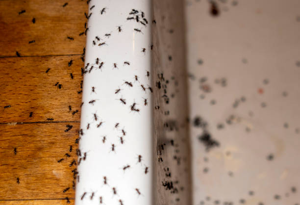 Best Insect Control  in Baileyton, AL