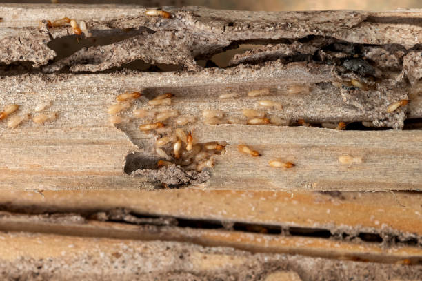 Best Termite Control Services  in Baileyton, AL