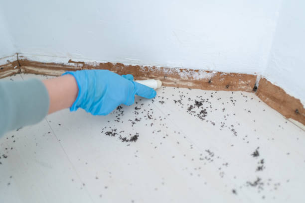 Best Bed Bug Extermination  in Baileyton, AL